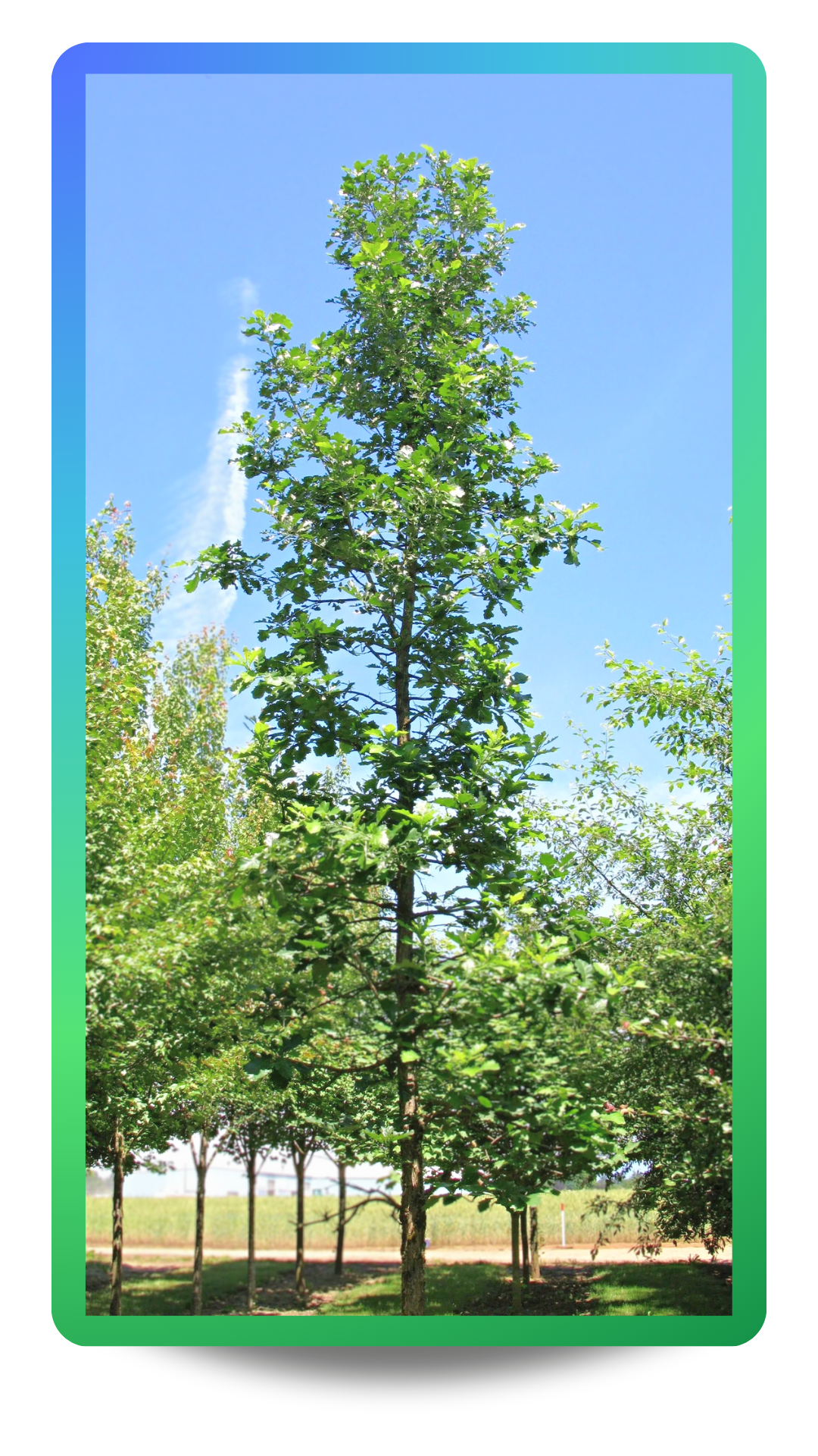 Urban Pinnacle® Oak showing narrow form and green leaves 